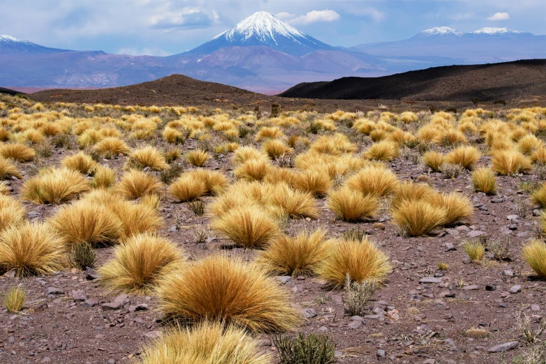 a field filled with grass in front of some mountains