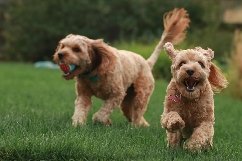 two small dogs running in the green grass