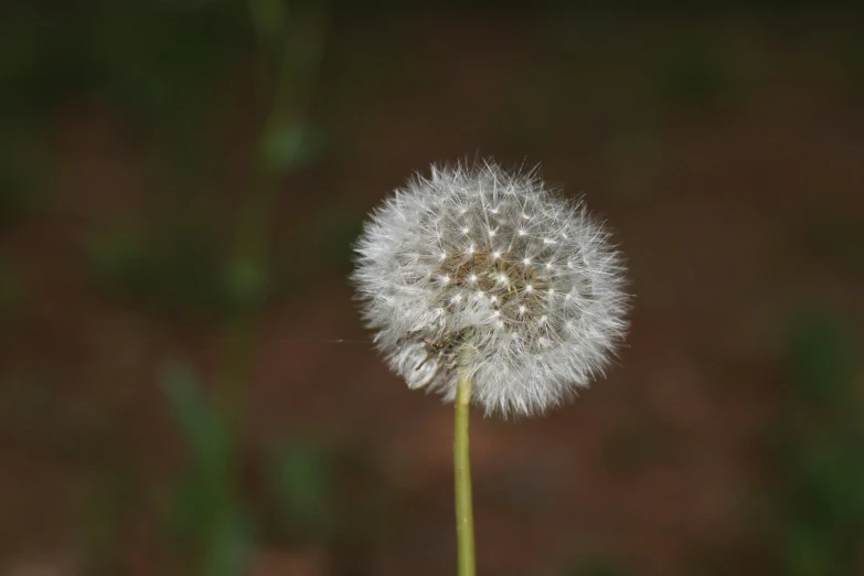 a dandelion is sitting in front of a blurry background