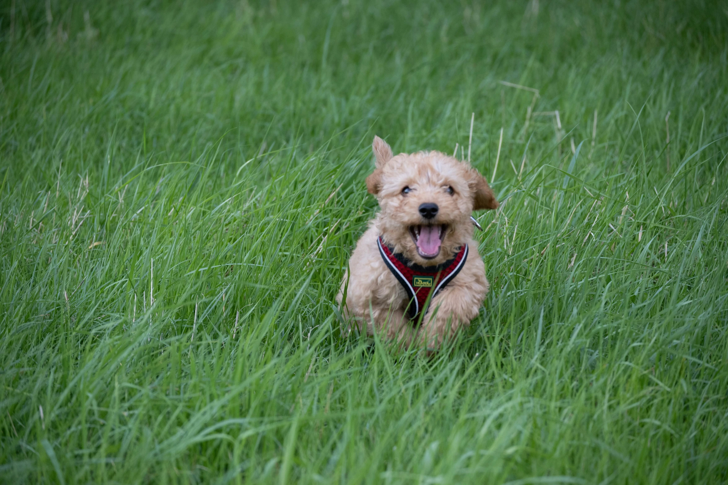 a little dog sits in a field with his tongue hanging out