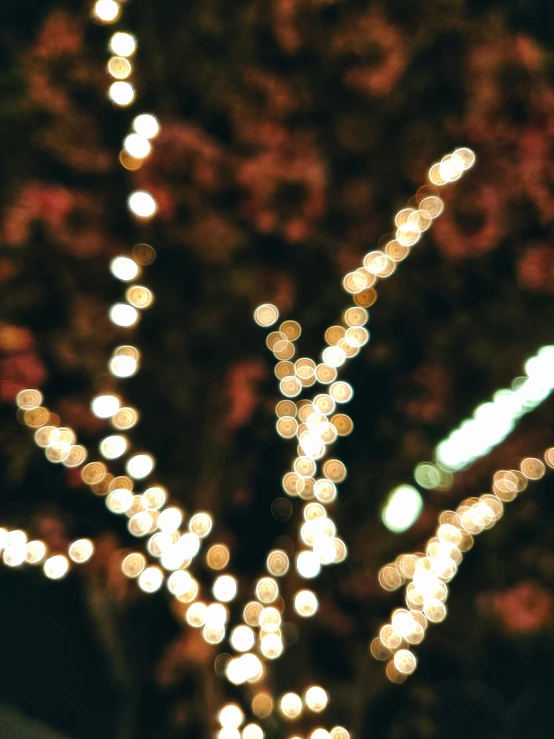 lights strung from a tree in the dark