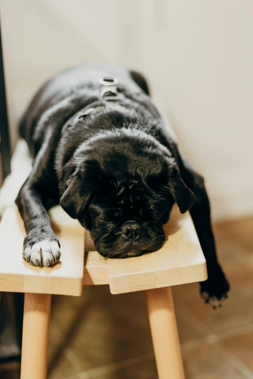 a black dog with his paw on the table