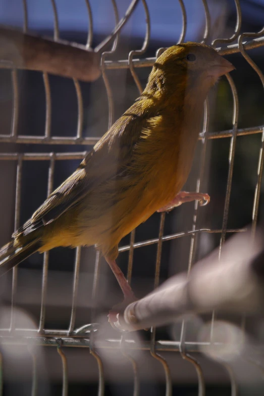 a bird that is standing on a wire fence