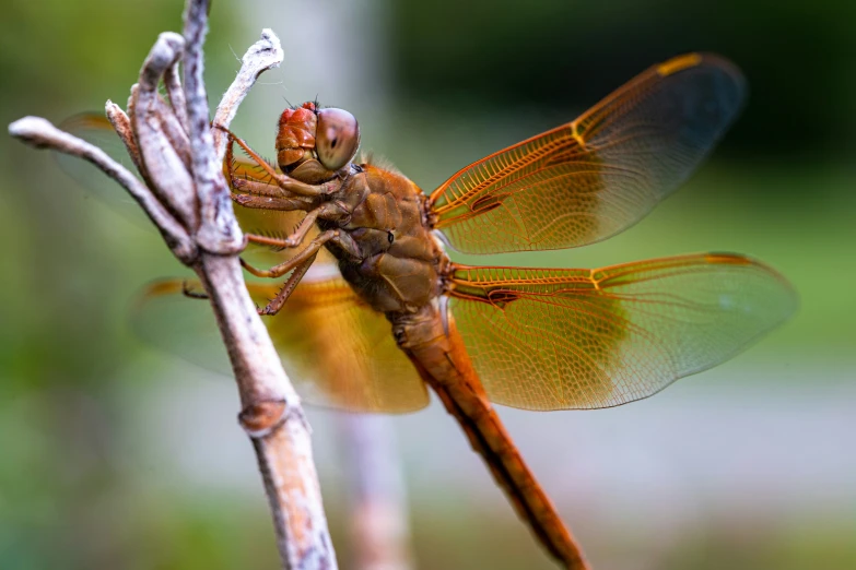 a close - up image of a dragonfly perched on a twig