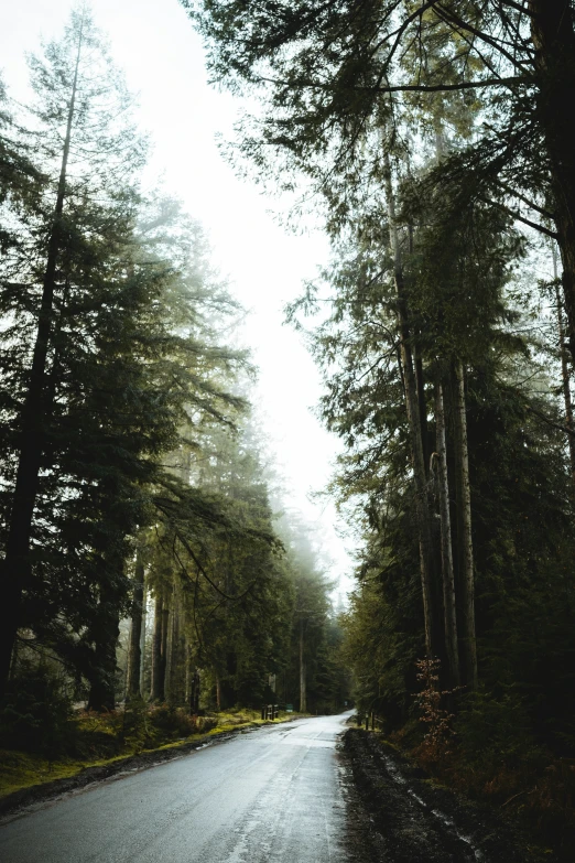 an image of a street that is near many trees