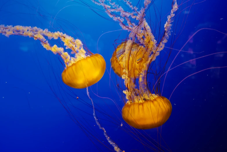 a group of jelly fish swimming underwater