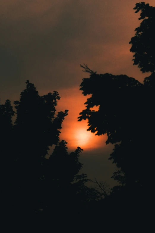 a bird is flying by trees at night