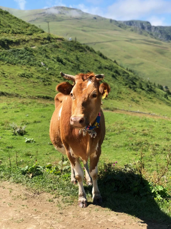 a small brown cow with horns standing on a field