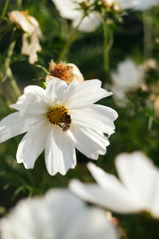 a bee sitting on a white flower and greenery