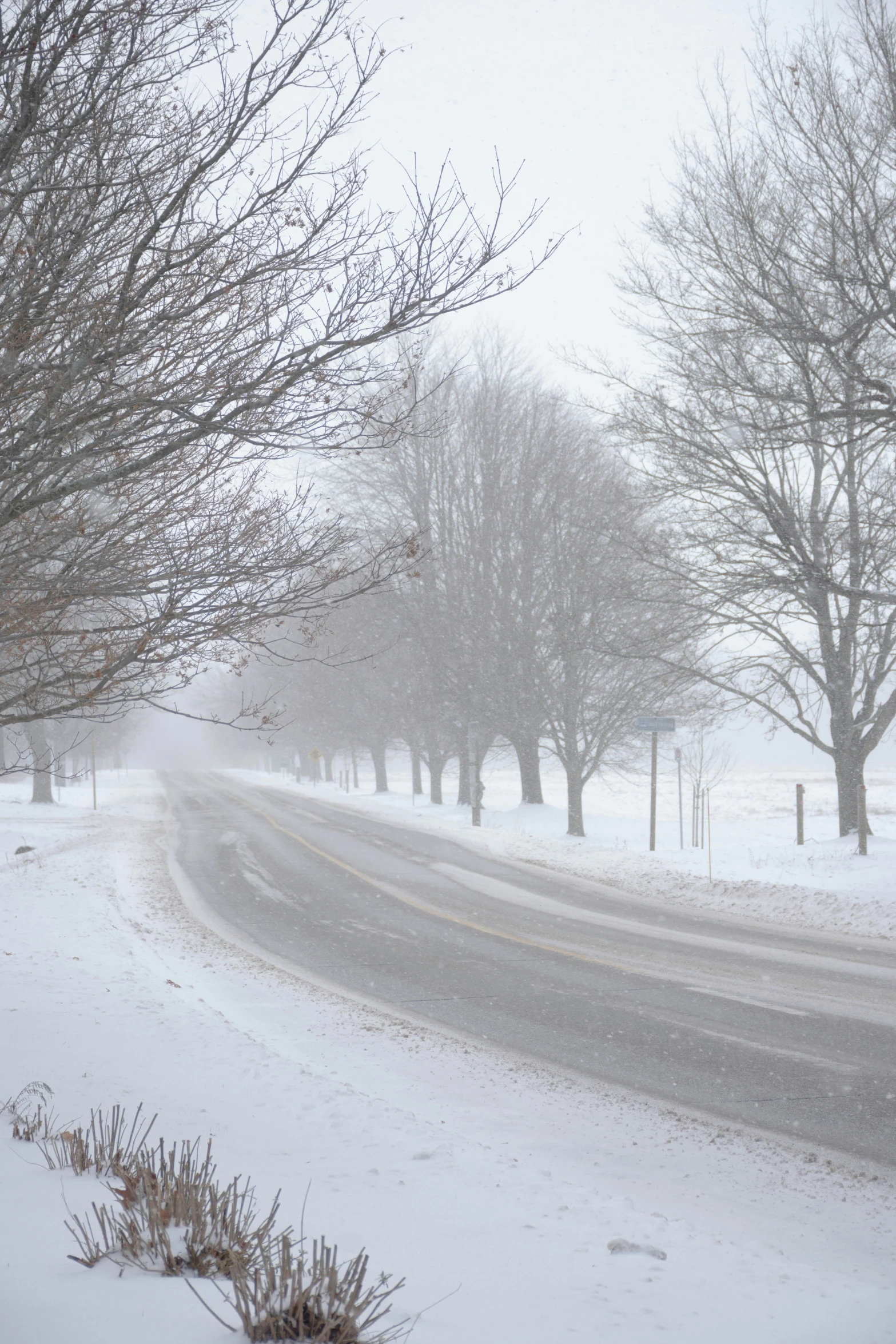 a snowy road with trees and a telephone pole