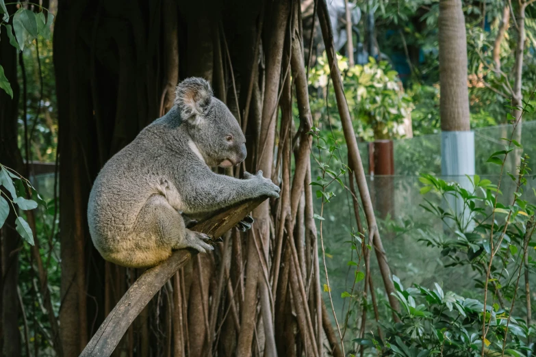 an adult koala sitting on the top of a tree