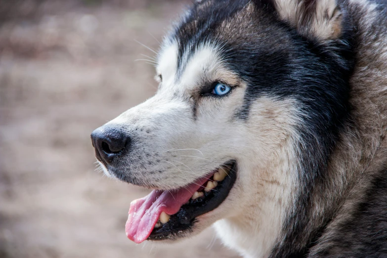 a dog has its head turned backwards