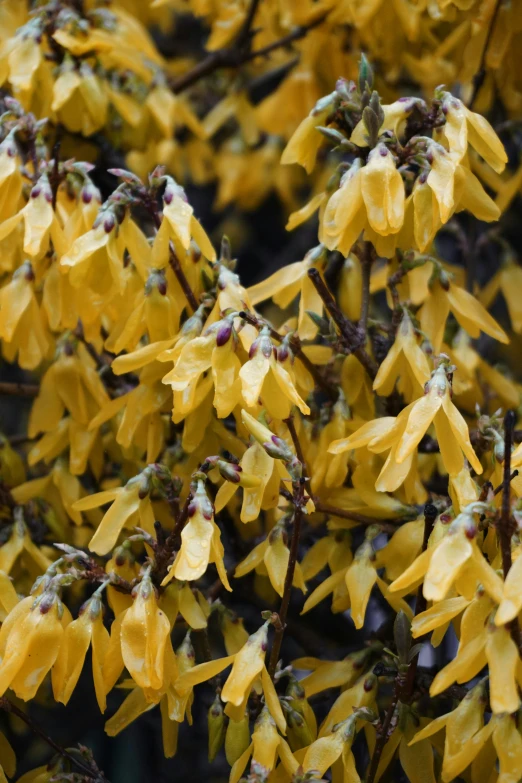 a large yellow tree with very pretty leaves