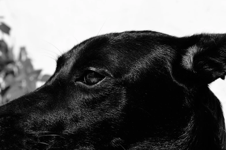 black dog with white background staring straight ahead