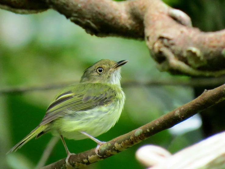 small bird sitting on a tree nch, near several leaves