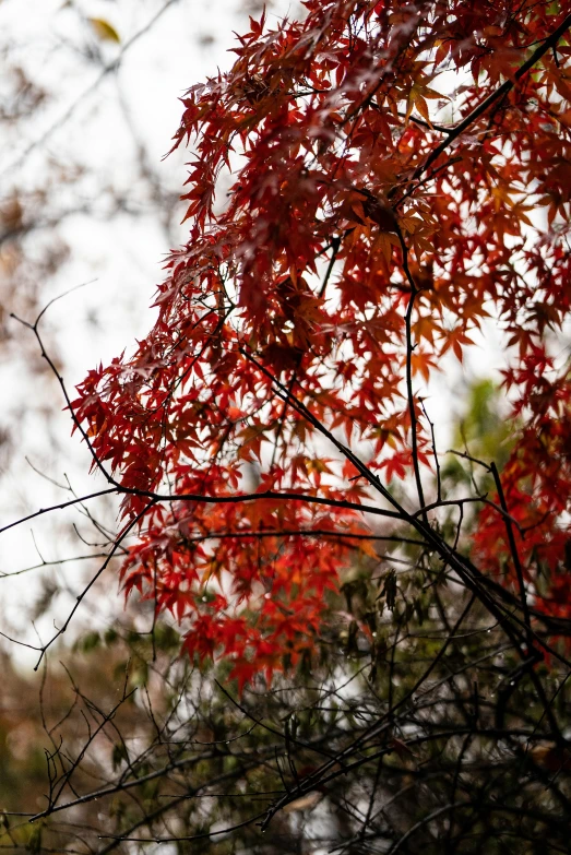 a clock is surrounded by red leaves as it stands