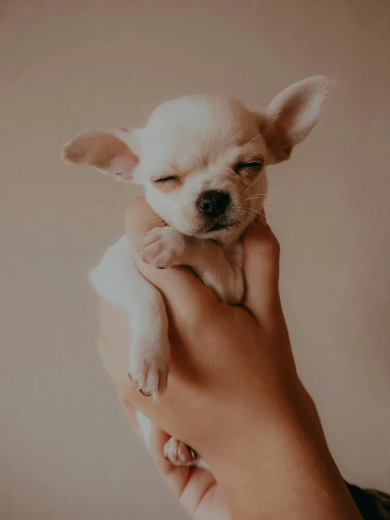 a person holds a puppy that is up in the air