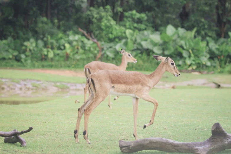 two deer running in the grass near logs and trees