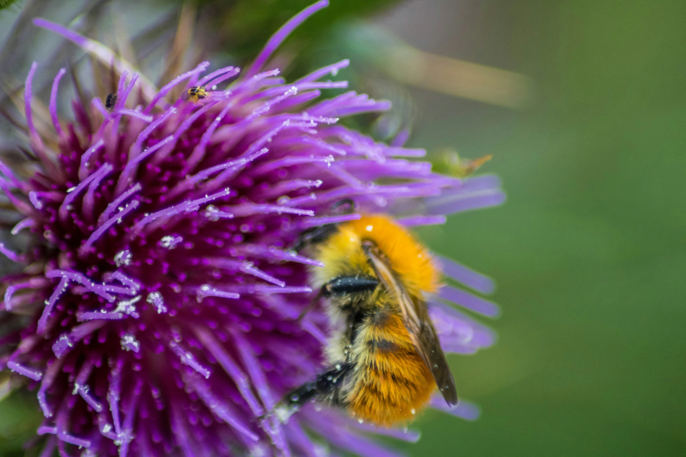 a yellow and black bum sitting on top of a purple flower