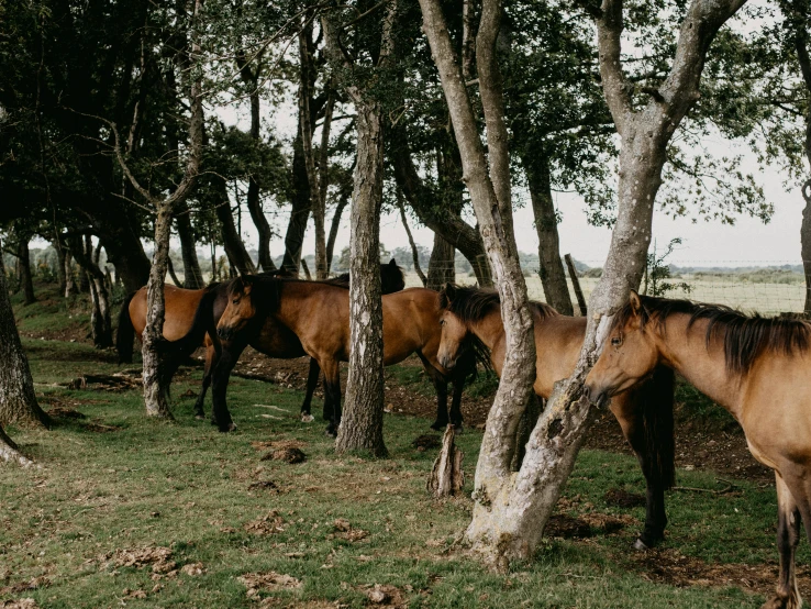 a herd of brown horses standing next to trees