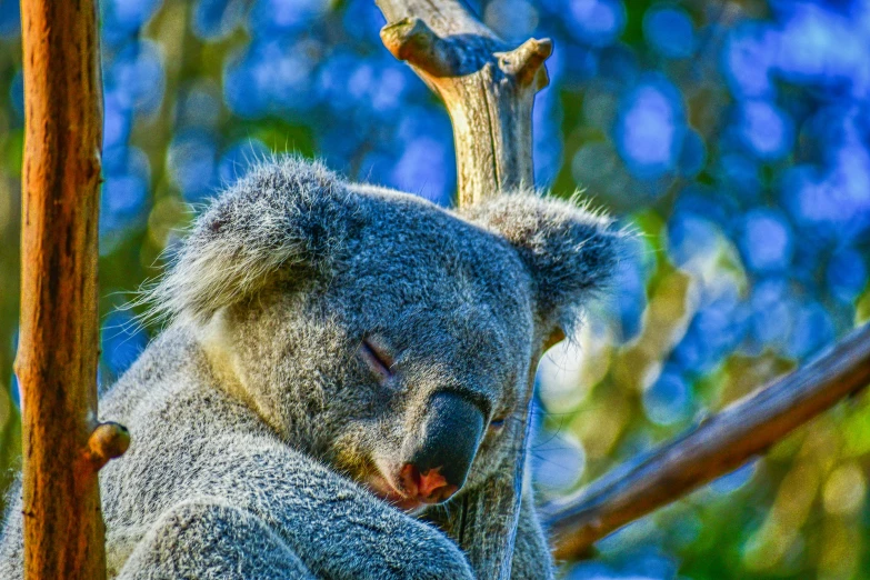 a koala sleeping in the nches of a tree