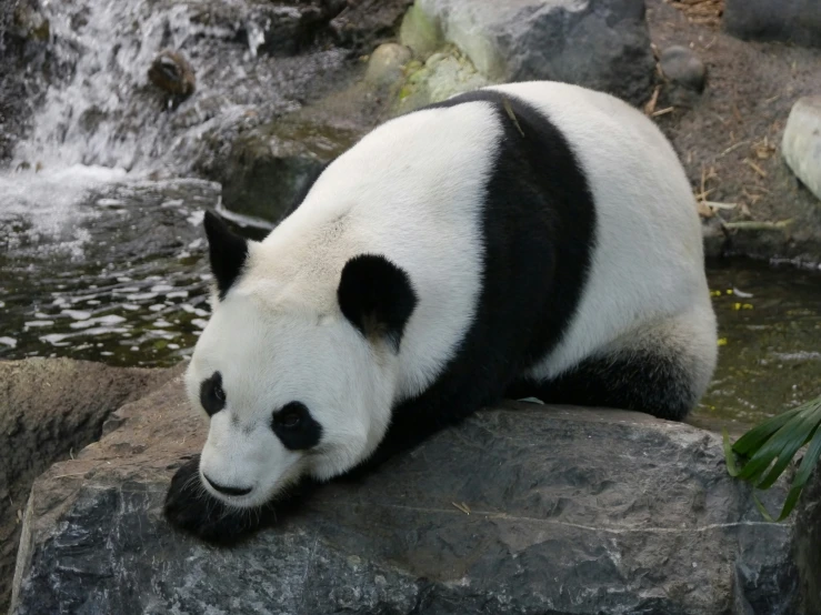 a panda laying on rocks next to a waterfall
