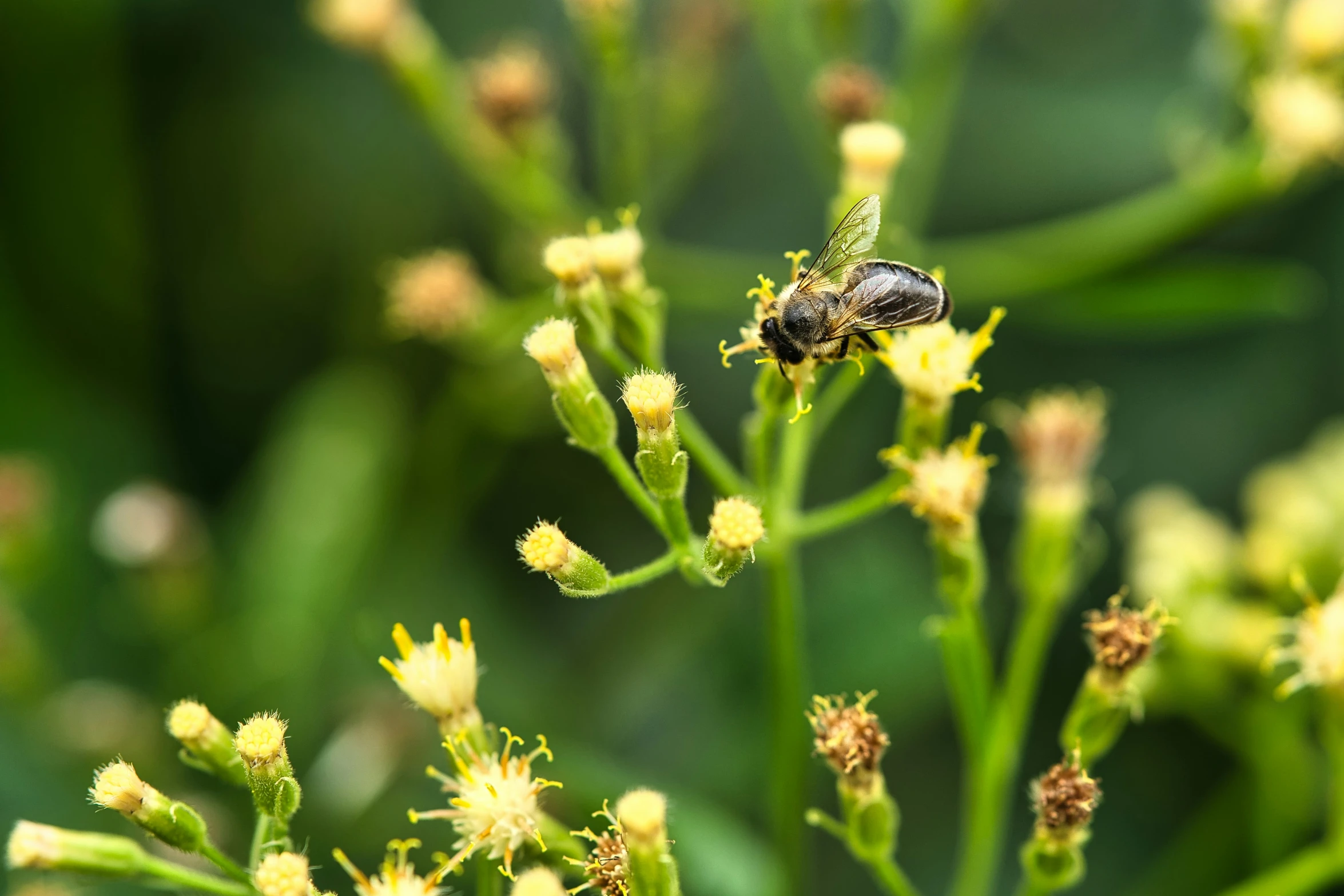 a close up of a flower with a bug on it