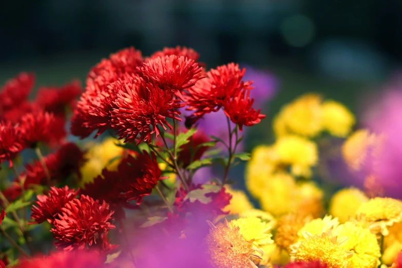 colorful flowers are seen here in this po