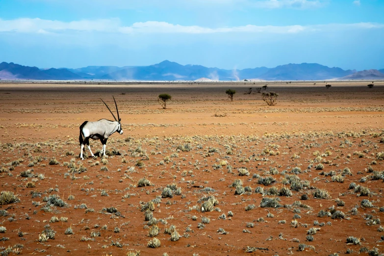 a gazelle in a desert with mountains in the background