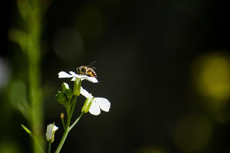 a bee sitting on the tip of a flower