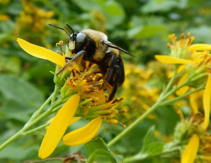 a small bee on yellow flower surrounded by many leaves