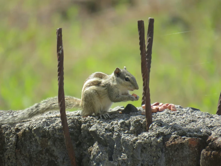 a small animal sitting on top of a rock