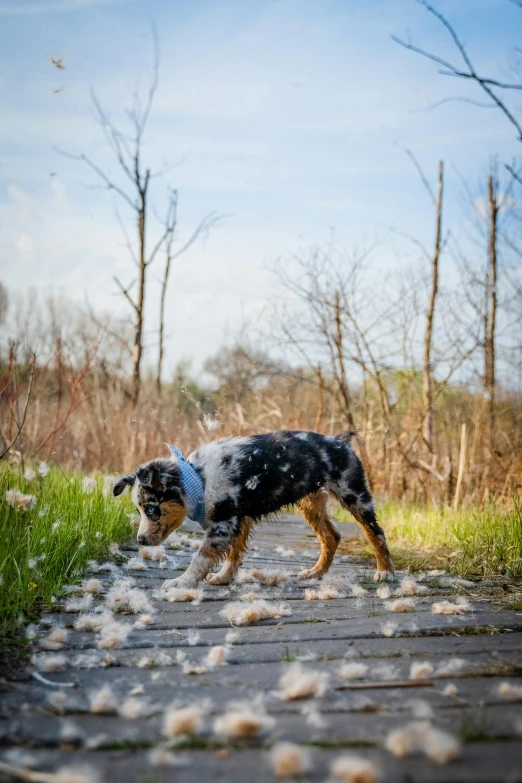 a dog standing in the middle of a trail