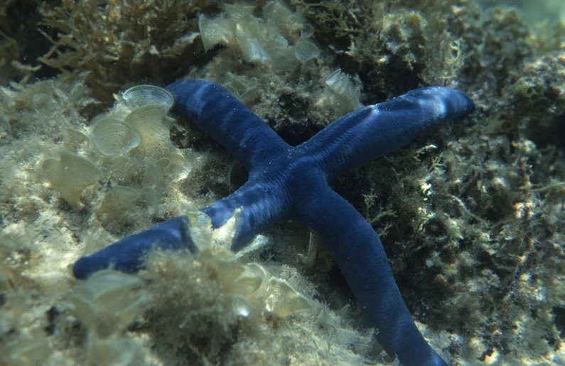 a deep sea starfish rests on a piece of coral