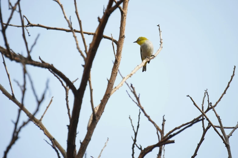 there is a small bird perched on a tree nch