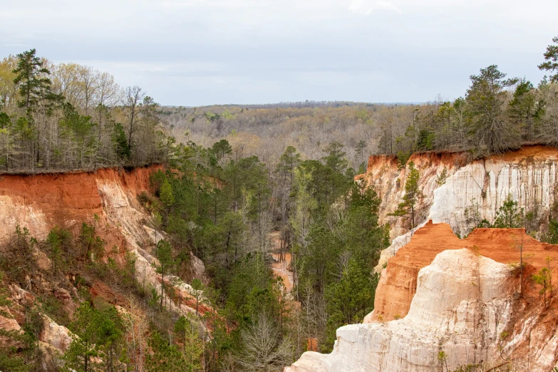 a gorge with green trees near the top and some steep red cliffs