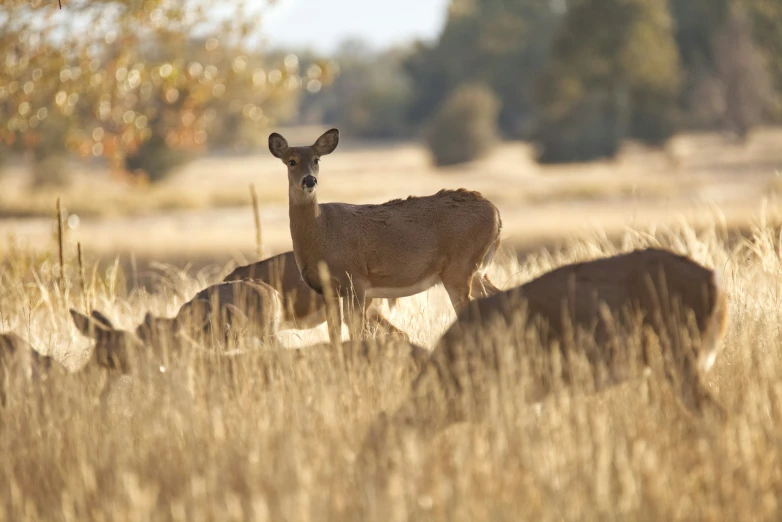 two small deer are seen amongst the tall grass