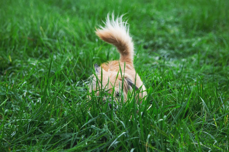 a dog sitting in the middle of a lush green field