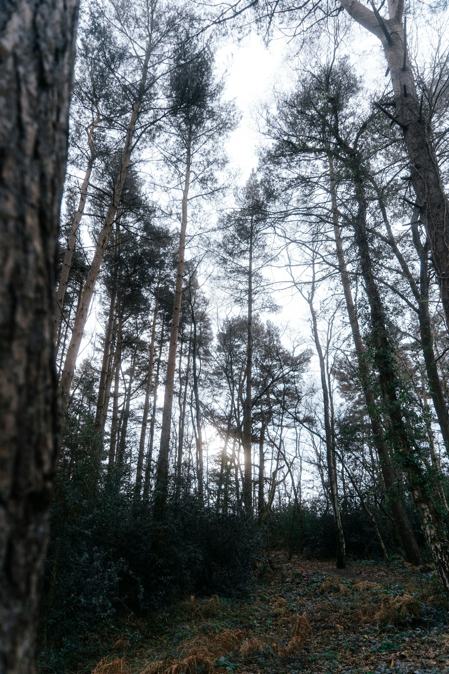 a po of a group of trees in the woods