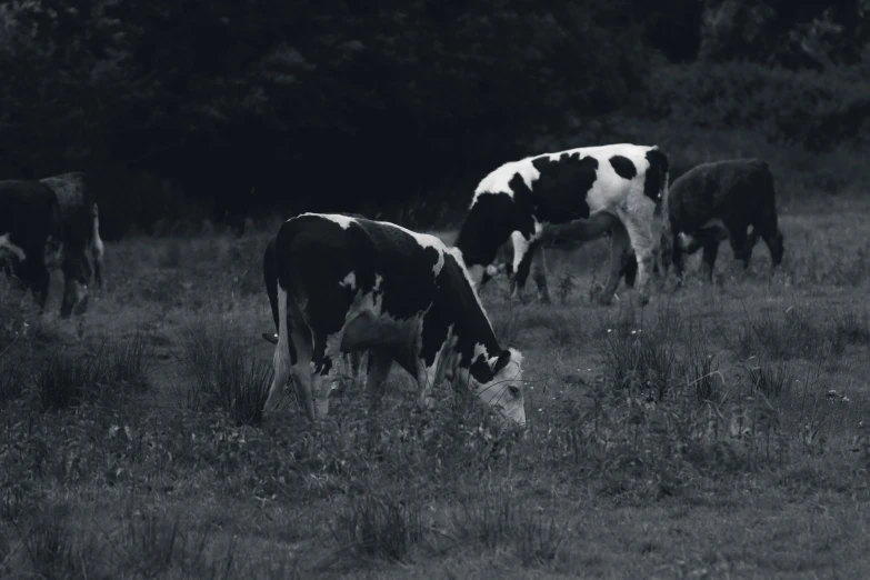 three cows are grazing in an open field