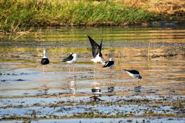 birds fly low over the muddy mud of the marsh