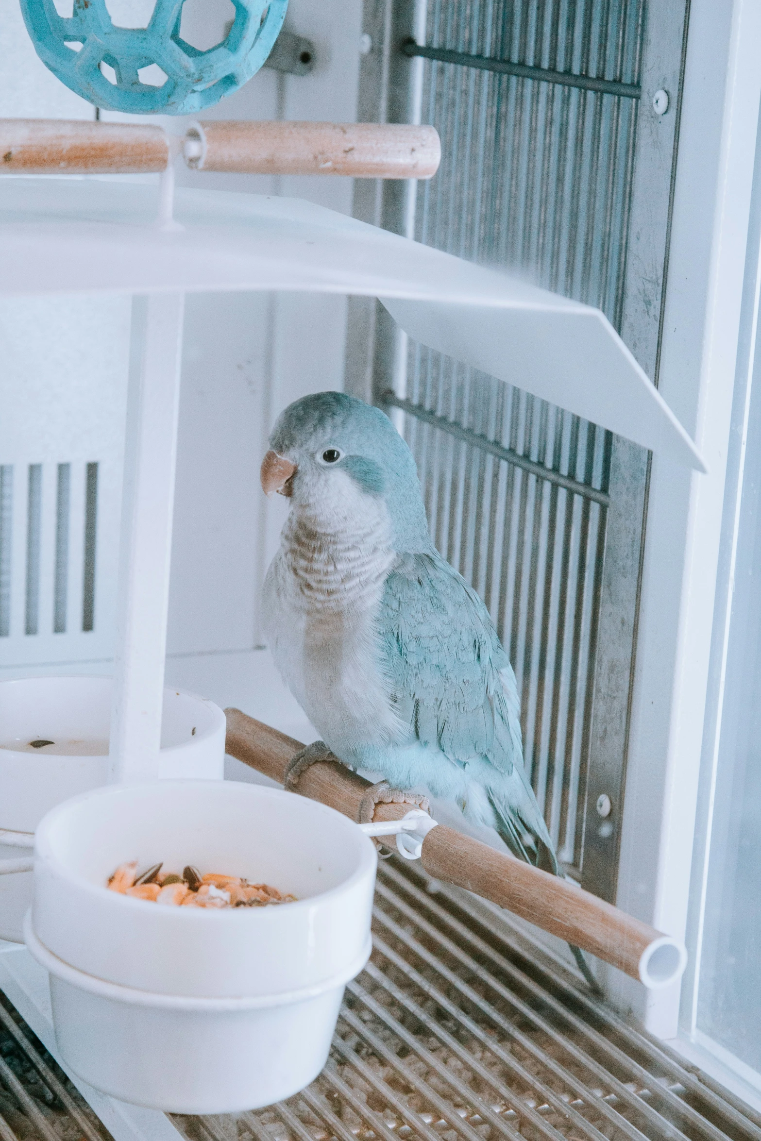 a bird that is standing up by a bowl of cereal