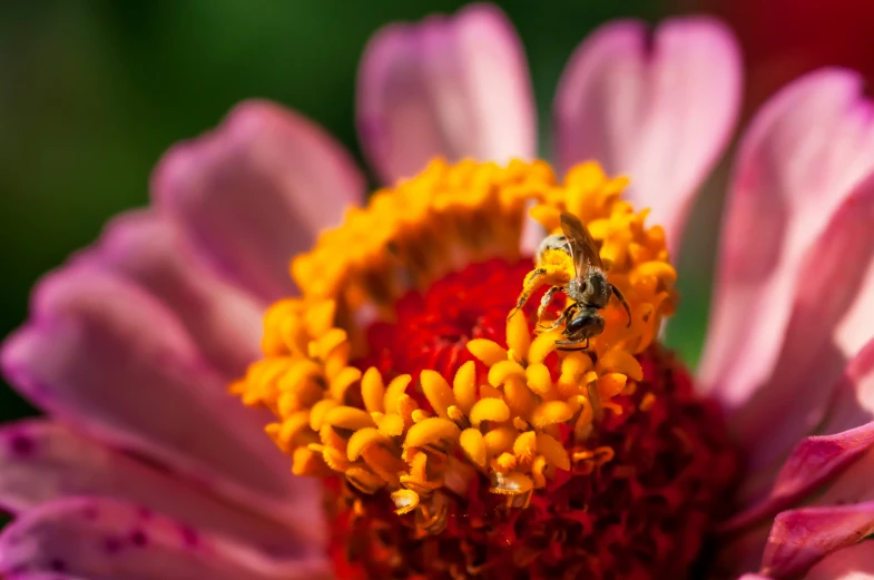 a bee that is on some yellow and pink flowers