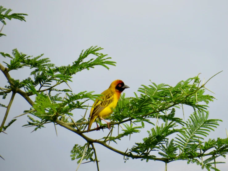 a bird with a red head sitting in a tree