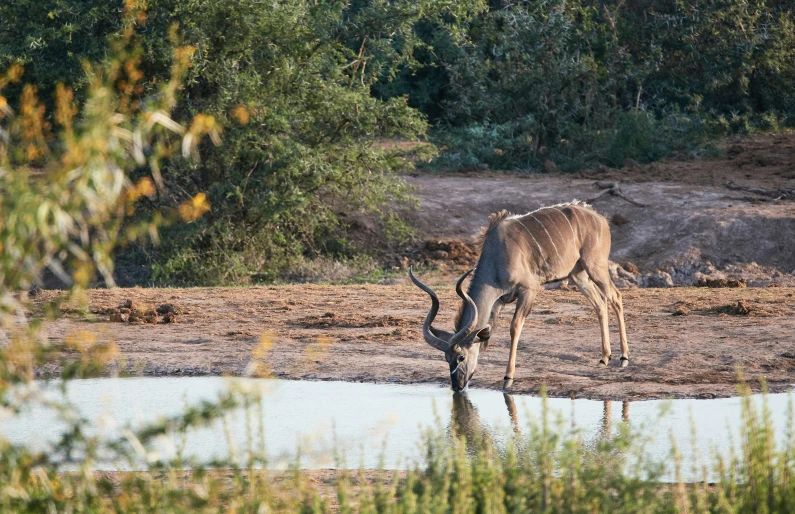 there is a small white deer standing by water