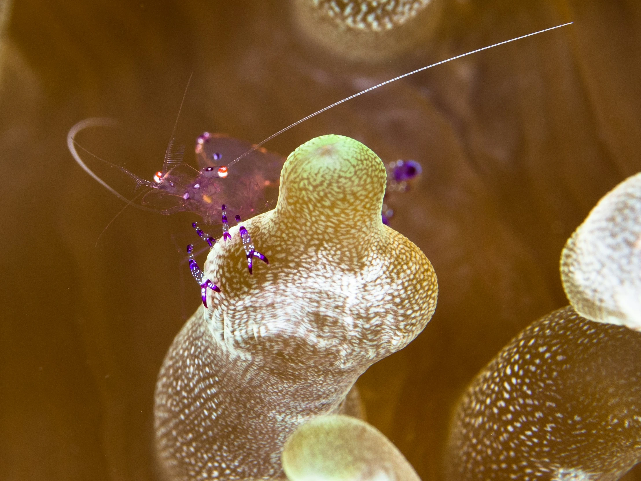 a close up image of two cell phones inside an animal