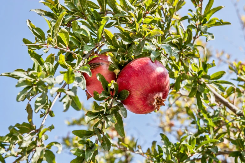 an image of an apple tree that is full