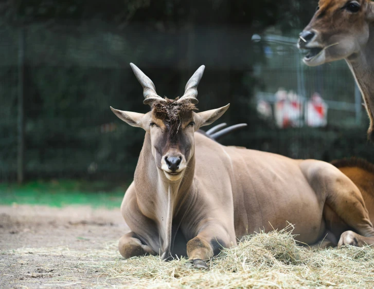 two deers one standing and one laying down