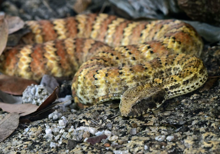 a close up of an ornamental snakes on ground