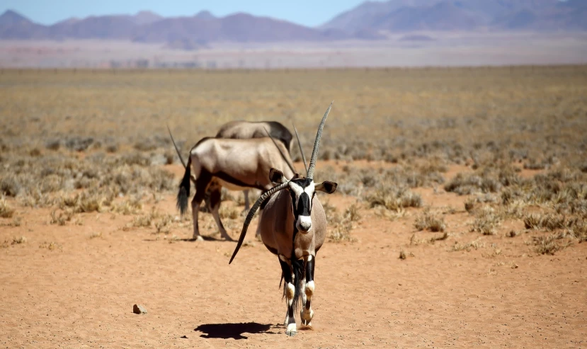 two horned animals stand near each other in the desert